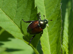 Popillia japonica