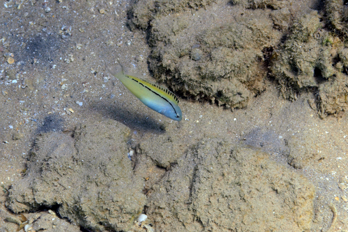 Blackline fangblenny (Meiacanthus nigrolineatus) — Blenniidae — 3
