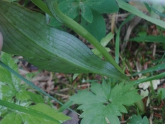 Dactylorhiza maculata