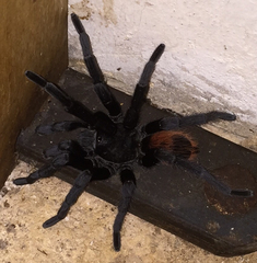 Tliltocatl epicureanus