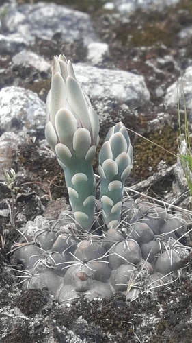 Gymnocalycium robustum