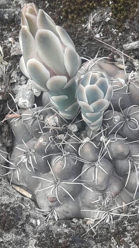 Gymnocalycium robustum