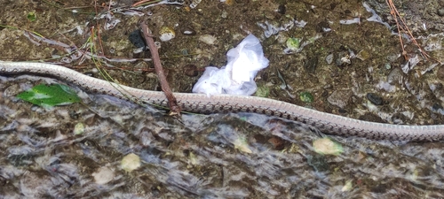 Rhabdophis spilogaster, 2024-11-19