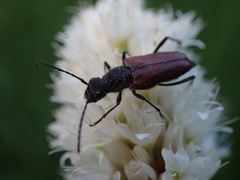 Anastrangalia sanguinea