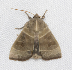 Ipimorpha pleonectusa