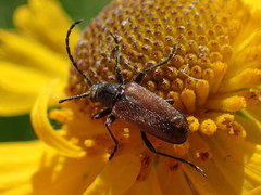 Brachysomida californica
