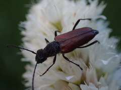 Anastrangalia sanguinea