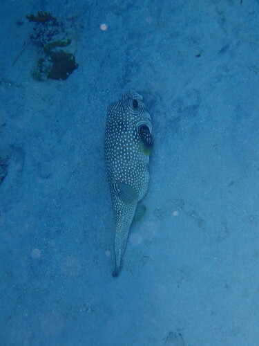 White-spotted Puffer — seen at this dive site