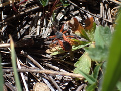 Rhynocoris ventralis