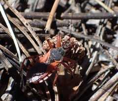 Rhynocoris ventralis