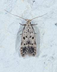 Neodactylota