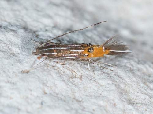 Cosmopterix quadrilineella