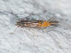Cosmopterix quadrilineella