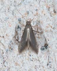 Schreckensteinia erythriella