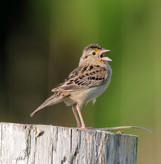 Grasshopper Sparrow photo 4