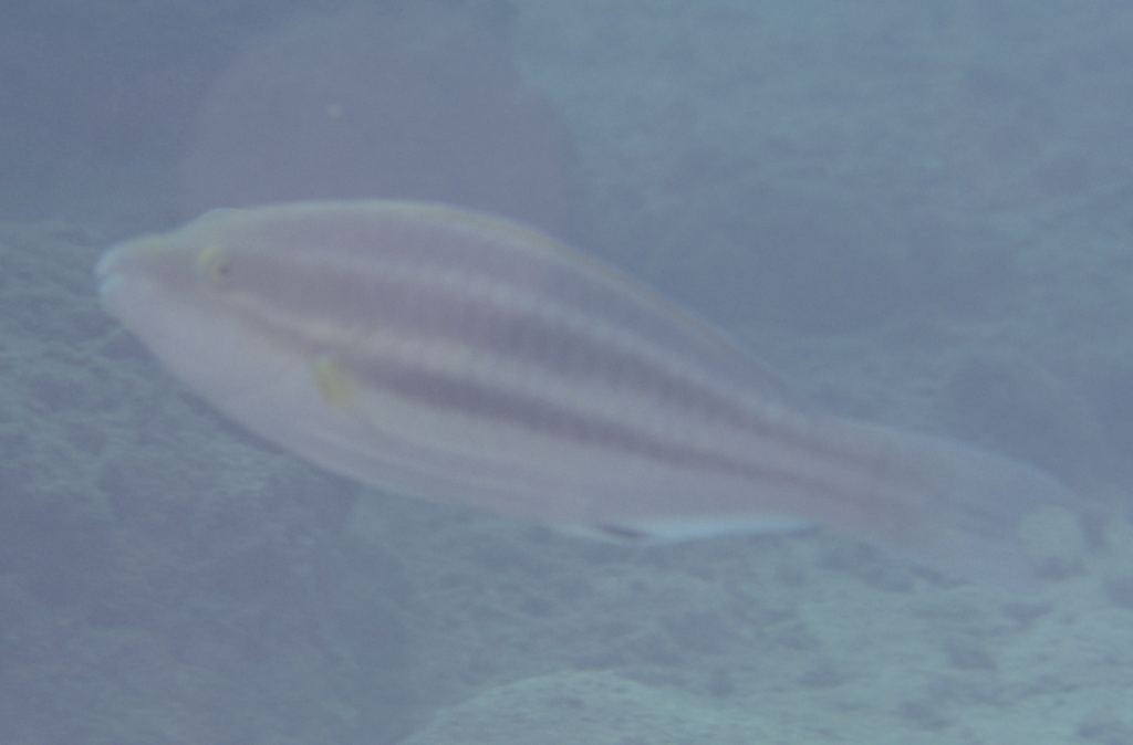 Spot-Fin Parrotfish