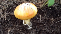 Amanita basii