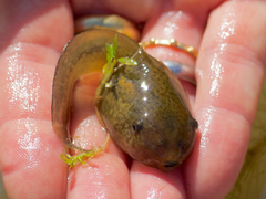 Pelobates fuscus insubricus