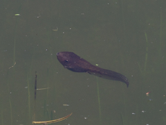 Pelobates fuscus insubricus