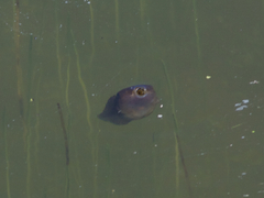 Pelobates fuscus insubricus