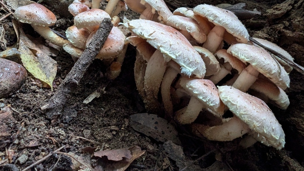 Hypholoma lateritium · November 2024 · photo: © atsushi_nakajima_cirque (iNaturalist, cc-by)
