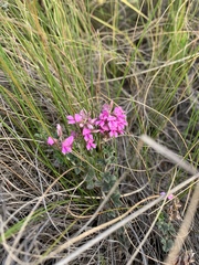Indigofera mauritanica