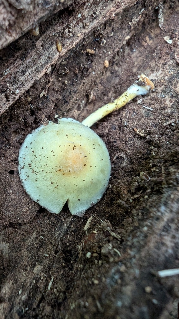 Hypholoma fasciculare · November 2024 · photo: © atsushi_nakajima_cirque (iNaturalist, cc-by)