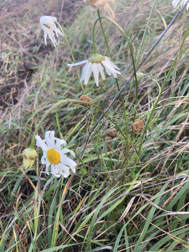 scentless mayweed
