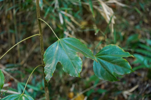 Image of Dendropanax trifidus by (c) WATANABE Hitoshi 渡辺仁, some rights reserved (CC BY)