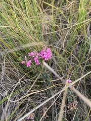 Indigofera mauritanica