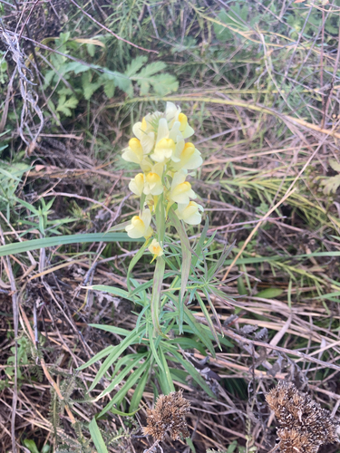 common toadflax
