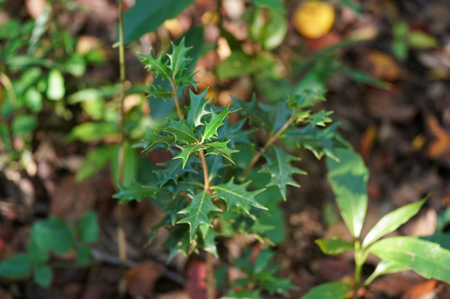 Image of Osmanthus heterophyllus by (c) WATANABE Hitoshi 渡辺仁, some rights reserved (CC BY)