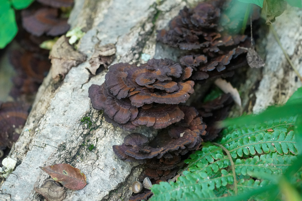 Daedaleopsis confragosa tricolor · November 2024 · photo: © tbc_watanabe (iNaturalist, cc-by)