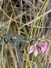 Indigofera mauritanica