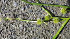 Sparganium eurycarpum