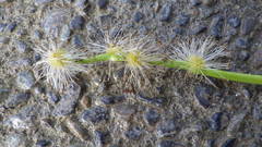 Sparganium eurycarpum