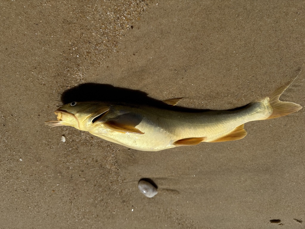 Lung-bladder sea catfish (Aspistor luniscutis) — Ariidae