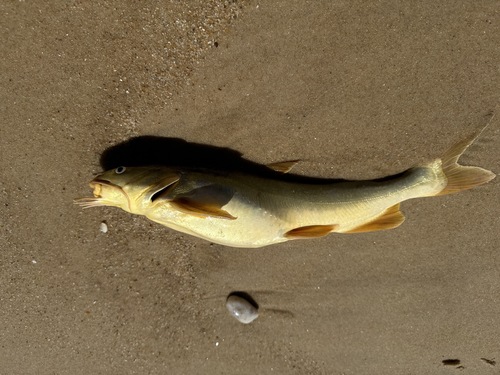 Lung-bladder sea catfish (Aspistor luniscutis) — Ariidae