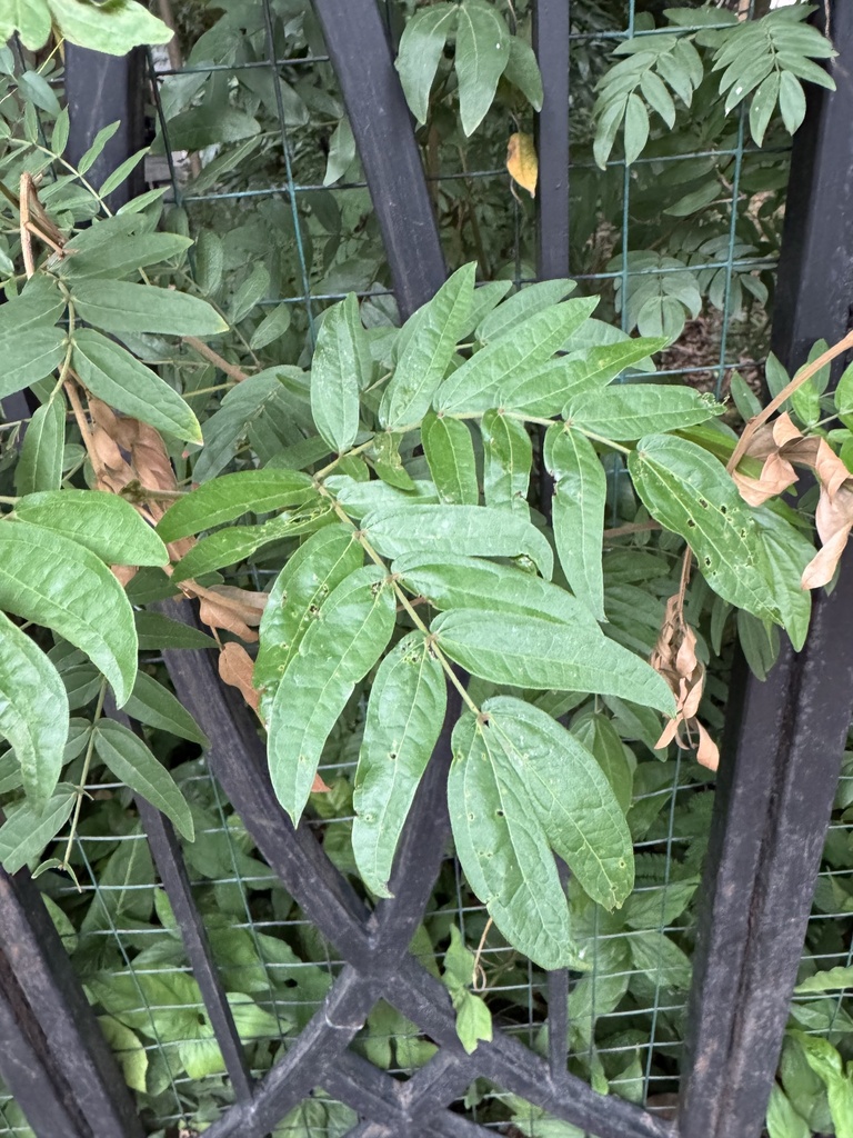 Calliandra haematocephala, Taozhuang Road, Guangzhou, Guangdong, CN