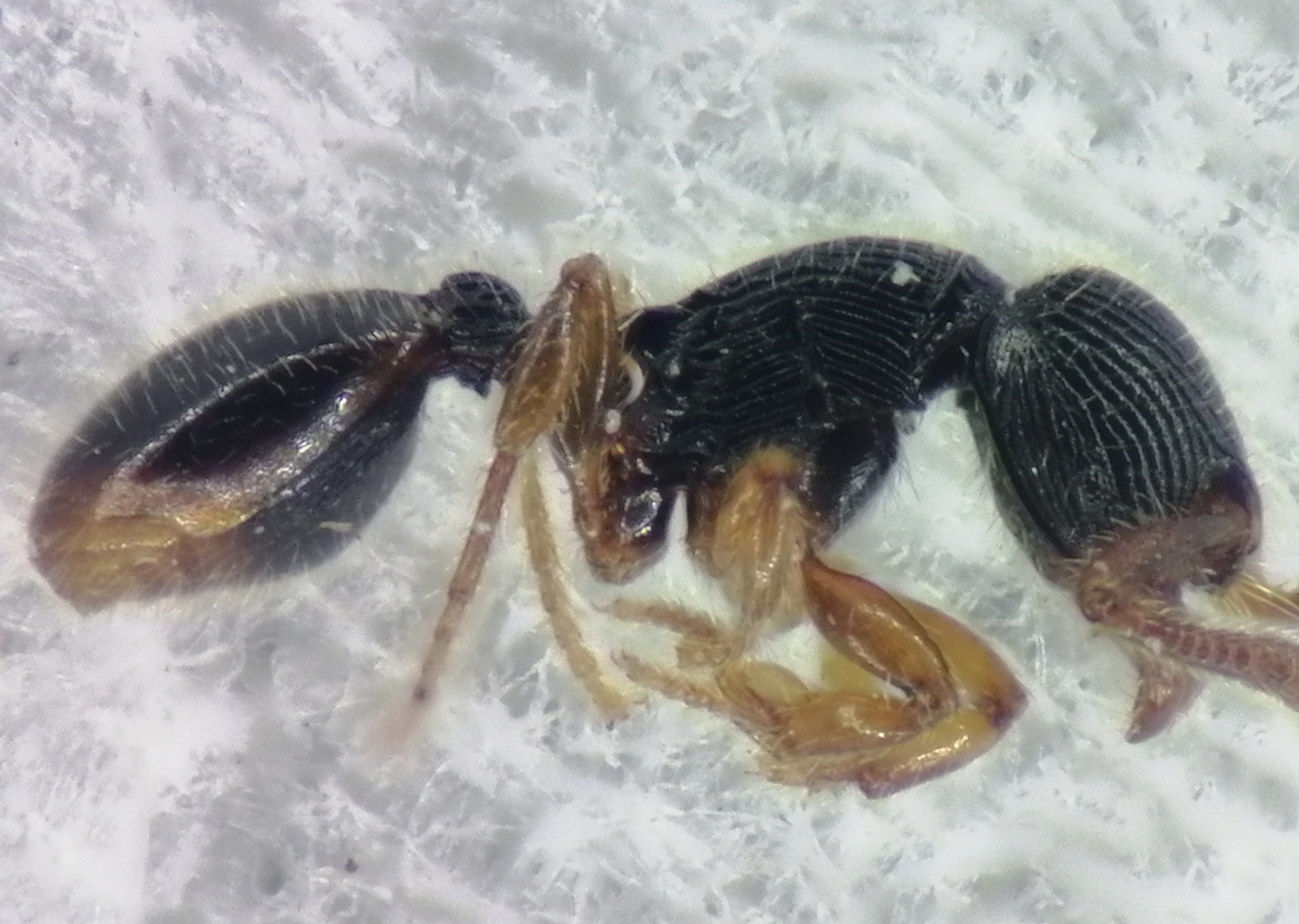 Myrmecina raviwonghei