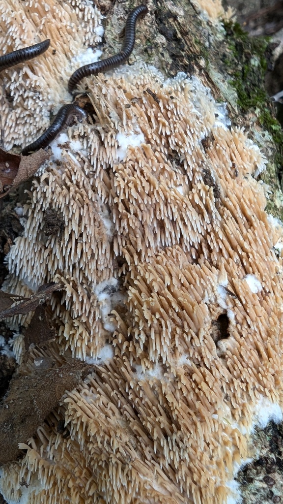 Radulomyces copelandii · November 2024 · photo: © atsushi_nakajima_cirque (iNaturalist, cc-by)