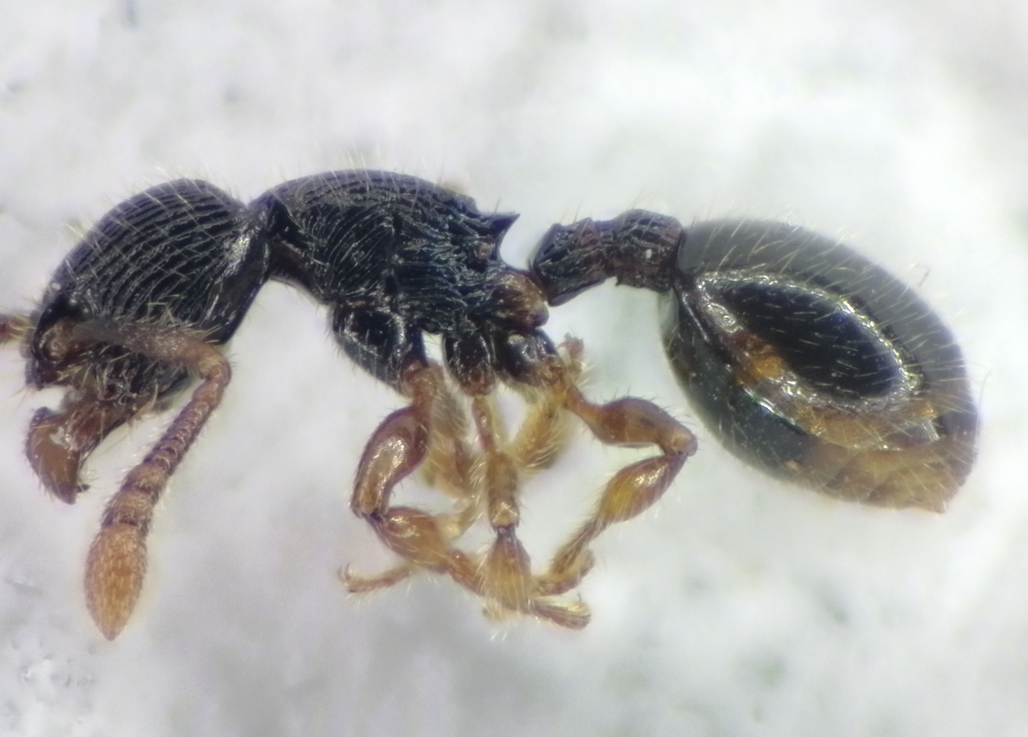 Myrmecina striata
