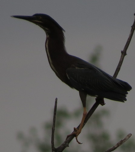 Green Heron photographed in Michigan