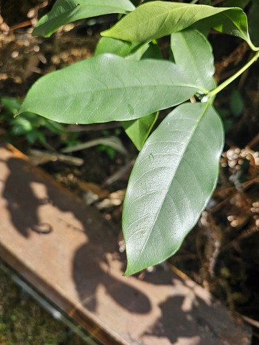 Diplospora dubia iNat (3)