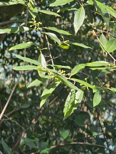 Litsea cubeba iNat (2)