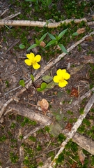Viola orbiculata