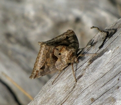 Euclidia cuspidea