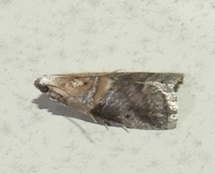 Acrobasis juglandis