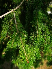 Picea jezoensis jezoensis