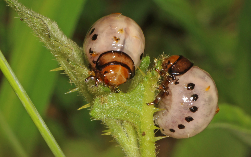 False Potato Beetle